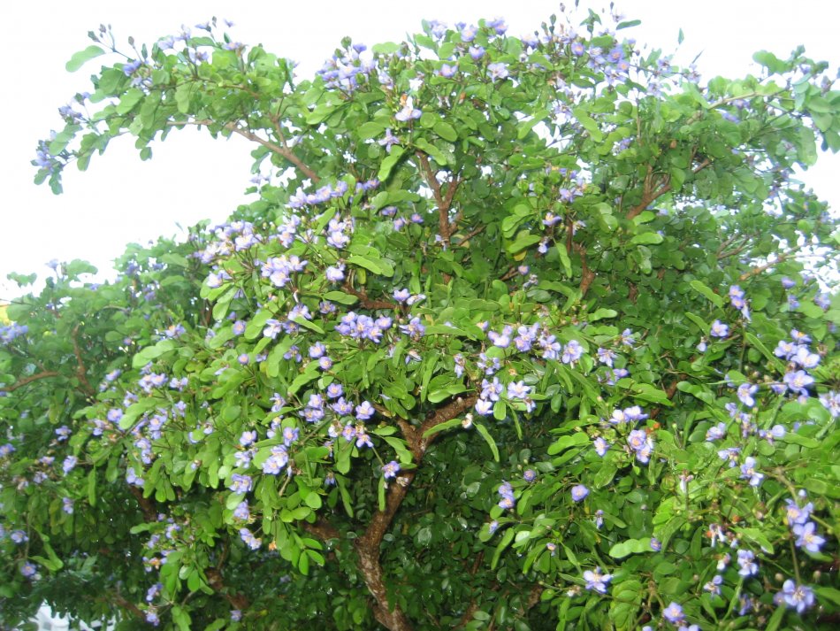 Lignum Vitae Tree